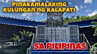 PINAKA MALAKING KULUNGAN NG KALAPATI SA PILIPINAS/ PART 1|Reggie Cruz Loft & Aviary #oneloftrace