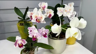 Зацвели мои бабочки-новинки, Phal.PF 5210, Phal.Popcorn, Phal.Sweetie🤍🤍🤍