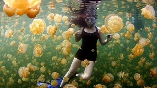 Meditation with Golden Jellyfish