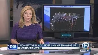 Non-native black tiger shrimp showing up