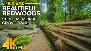 Stout Memorial Grove Trail in 4K HDR - Forest Walk through the Redwoods - Part 1