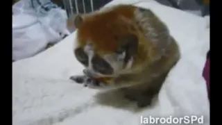 Самое смешное видео про животных (funny animals)