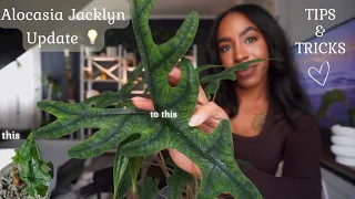 Alocasia Jacklyn 6 Month Update | How to Master Your Alocasia Jacklyn | My Tips & Tricks 🌿✨