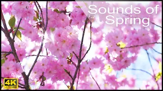 Sounds of spring - Birds singing in the city park - 4K Nature Relax Video with Nature Sounds