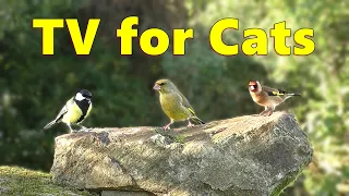 Cat TV ~ Birds of Beauty for Cats to Watch ⭐ 8 HOURS ⭐