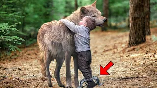 Boy Was Hurt By A Wolf Trap And Cried Out,Then A Wolf Appeared And Did Something Amazing....