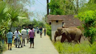 The villagers tried to chase the two wild elephants that came to the village into the jungle