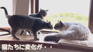 【保護猫ラグドール】猫たちの関係に変化が起きていました・・。