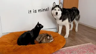 Husky's Reaction to a Kittens Occupying Dog's Bed! Cute Dogs Video