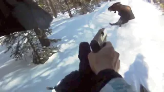 GLOCK vs BIG MOOSE - Snowmobiler Shoots Moose with Glock