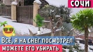 Пальмы засыпало снегом. СОЧИ, ул Абовяна