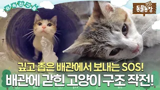 [#습속친구들] 😿콘크리트 구조물에서 들리는 고양이 울음소리, 배관에 갇힌 고양이 구조 작전! #TV동물농장 #AnimalFarm #SBSstory