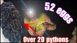 Catching 21 pythons on a MASSIVE python nest! (OVER 50 EGGS) - duffdoesnaturestuff