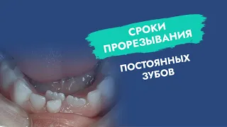 Сроки прорезывания постоянных зубов!