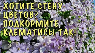 Клематисы ЗАВАЛЯТ ЦВЕТАМИ! Пора внести ОСНОВНУЮ подкормку