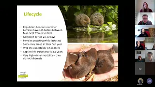 Get involved with London Water Vole conservation