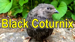 All about the Black Coturnix