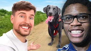 MrBeast Is So Wholesome!! | Beast Philanthropy - We Helped Paralyzed Dogs Run Again (Reaction)