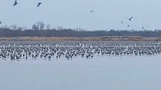 Nebraska cranes #3 2024