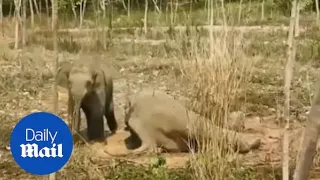 Baby elephant protects its injured mother by charging at vets