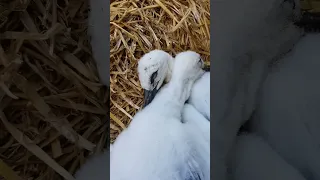 Послеобеденный сон в аистиных яслях #stork #animals #аист #брестскийаист #милота #короткиевидео