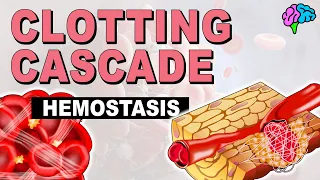 The Clotting Cascade EXPLAINED!