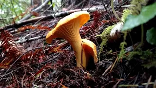 Pacific golden chanterelle mushrooms