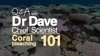 Coral bleaching 101 - coral bleaching explained | Great Barrier Reef Marine Park Authority