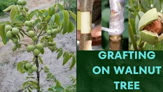 Walnut grafting in spring / walnut tree grafting