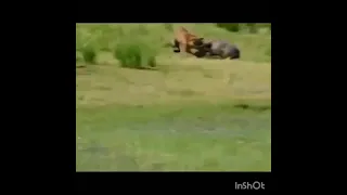 #Tiger attack on wild boar & crocodile attack tiger on ground#Tiger Vs wild boar Vs crocodile#Shorts