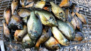 Simple Way To Catch Bluegills Off Beds/ Fishing From Bank