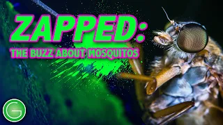 Zapped: The Buzz About Mosquitoes (2012) | Full Documentary