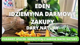 Eden- idziemy na darmowe zakupy. Zbieramy dary natury. Zioła, grzyby, sałata itd