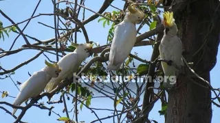 Monitoring Kakatua di Pulau Masakambing - Masalembu