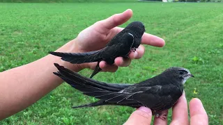 Mauersegler Auswilderung in Satteins am 8.8.18