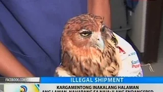 Kargamentong inakalang halaman ang laman, naharang sa NAIA; ilang endangered animals, nasabat