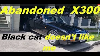 Jaguar XJ6  Why is my rescued Jaguar being so unkind!