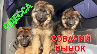 Собачий рынок Одесса. Староконный. Продажа собак. Птичий базар. Животные. Котята. Щенки. #зоотроп