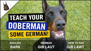 Basic German Commands to Train your DOBERMAN - Quick Tips