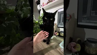 Trying to get kitty to give me her paw