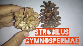 STROBILUS GYMNOSPERMAE