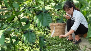 Treat pests that damage corn gardens. Go to the forest to pick Gynostemma leaves to sell