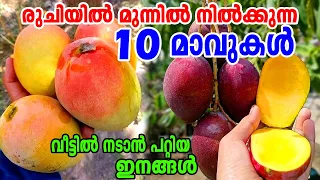 വീട്ടുമുറ്റത്ത് നടാൻ പറ്റിയ പത്ത് മാവിനങ്ങൾ/ Top 10 verities of Best Mangoes/Best Mango Trees/Mango