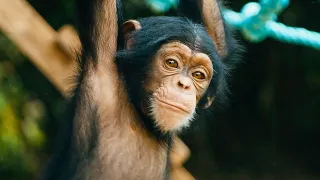 Baby Chimps Learn How To Climb | Baby Chimp Rescue | BBC Earth Kids