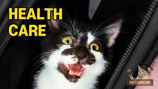 The Health Secrets of CatsㅣDino cat