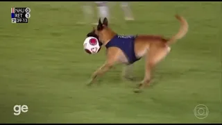 Cachorro policial invade campo de futebol no jogo do náutico contra o Retrô no pernambucano