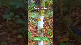 Descubre el cacao nativo de Satipo, Junín, Perú 🍫🌱