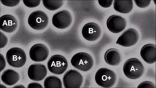 What Would Happen If You Blend Two Different Blood Types