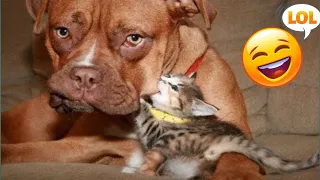 New Funny Videos 2024 😍 Cutest Cats and Dogs 🐱cats funny videos🐶 Part 18