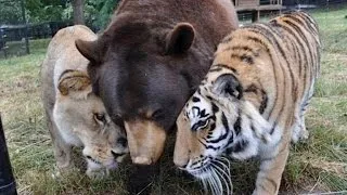Lion, Tiger and Bear Are Inseparable After Being Found Abused in Basement